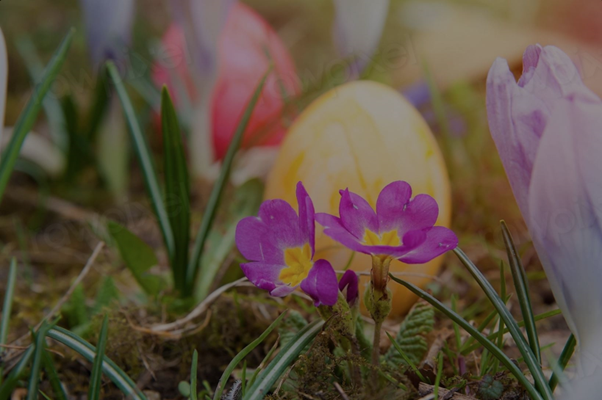Easter eggs amongst flowers