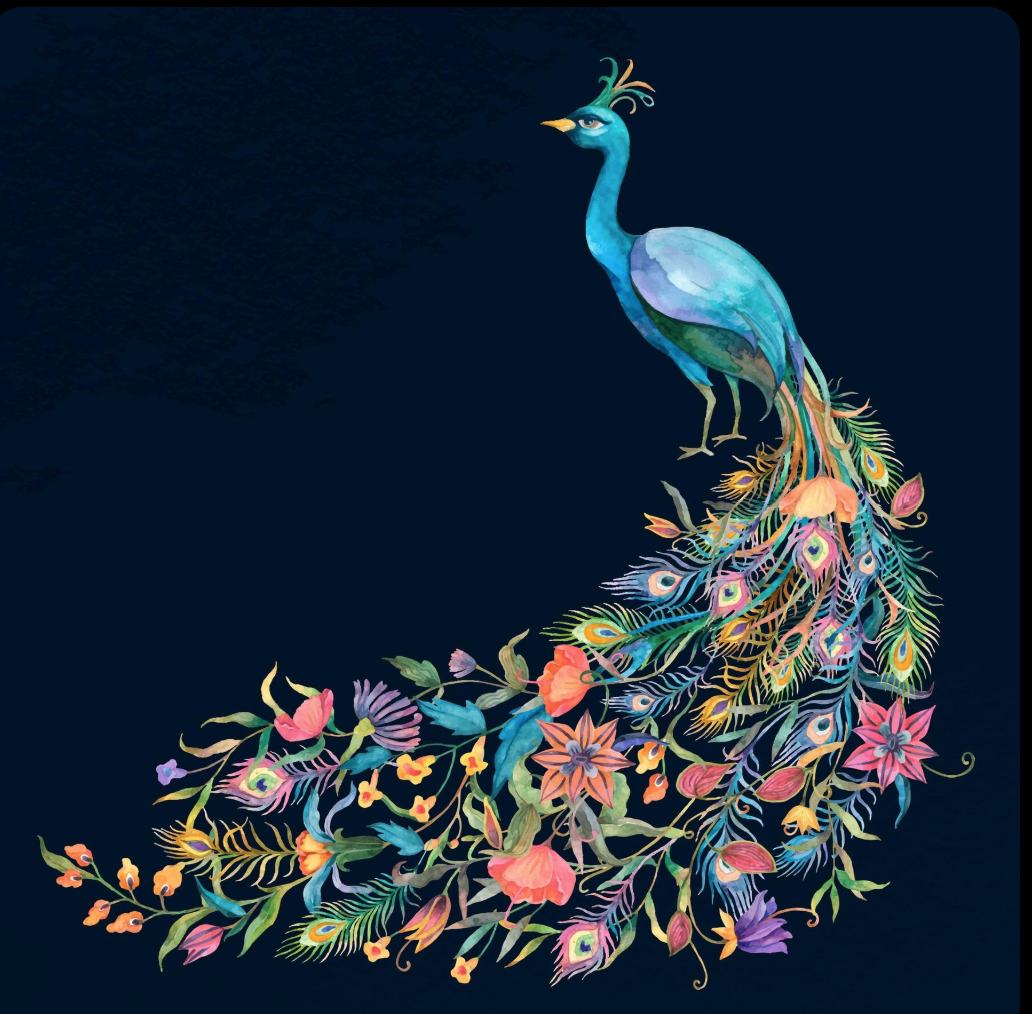 colourful peacock