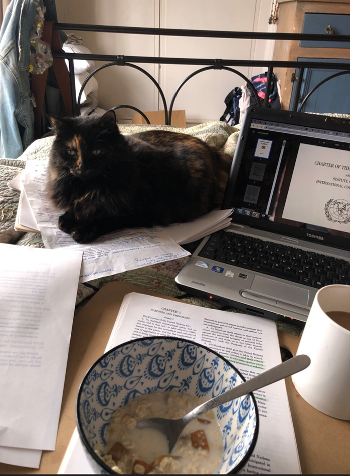 cat lying across papers on desk next to computer