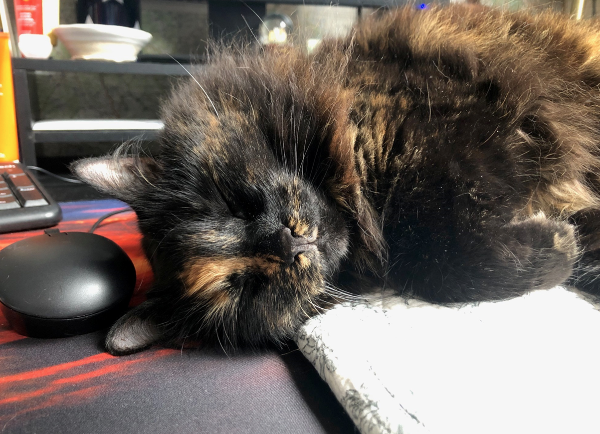 cat lounging on notebook and keyboard