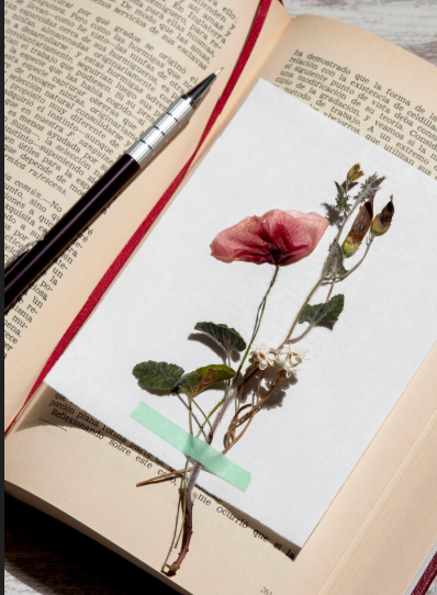 dried flowers on old book pages
